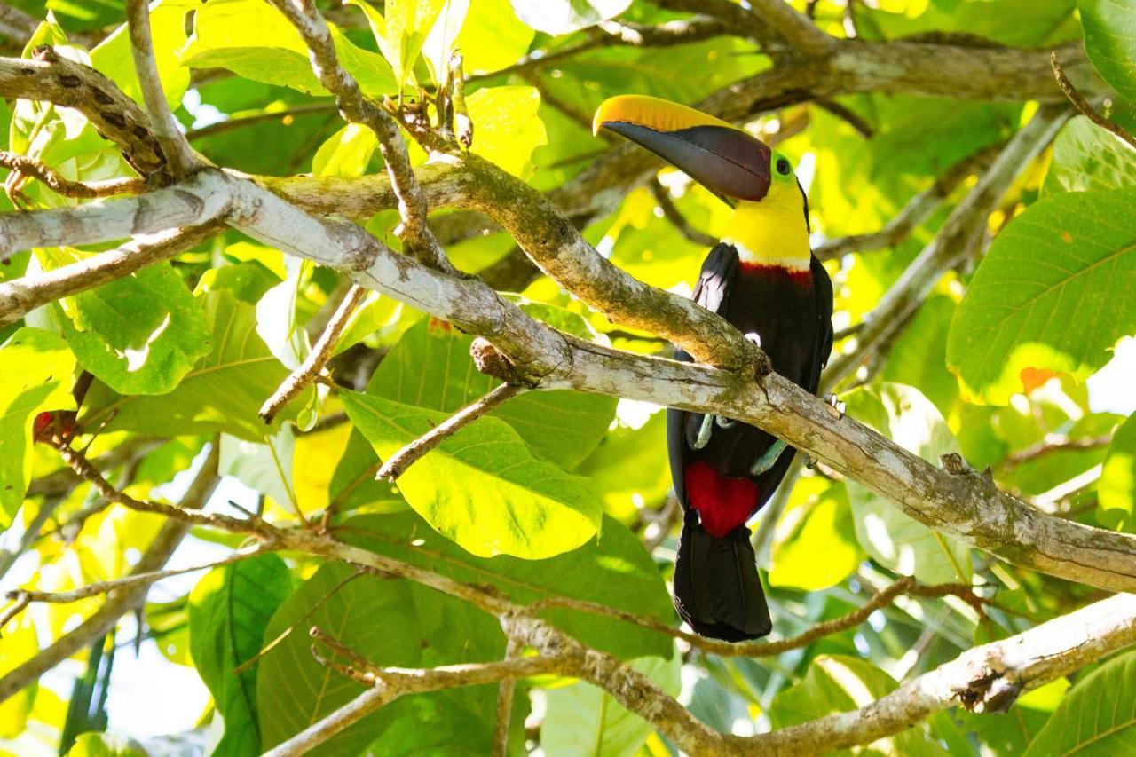 Lapa Rios Lodge By Boeena Puerto Jiménez المظهر الخارجي الصورة